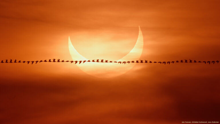 飞鸟与日食