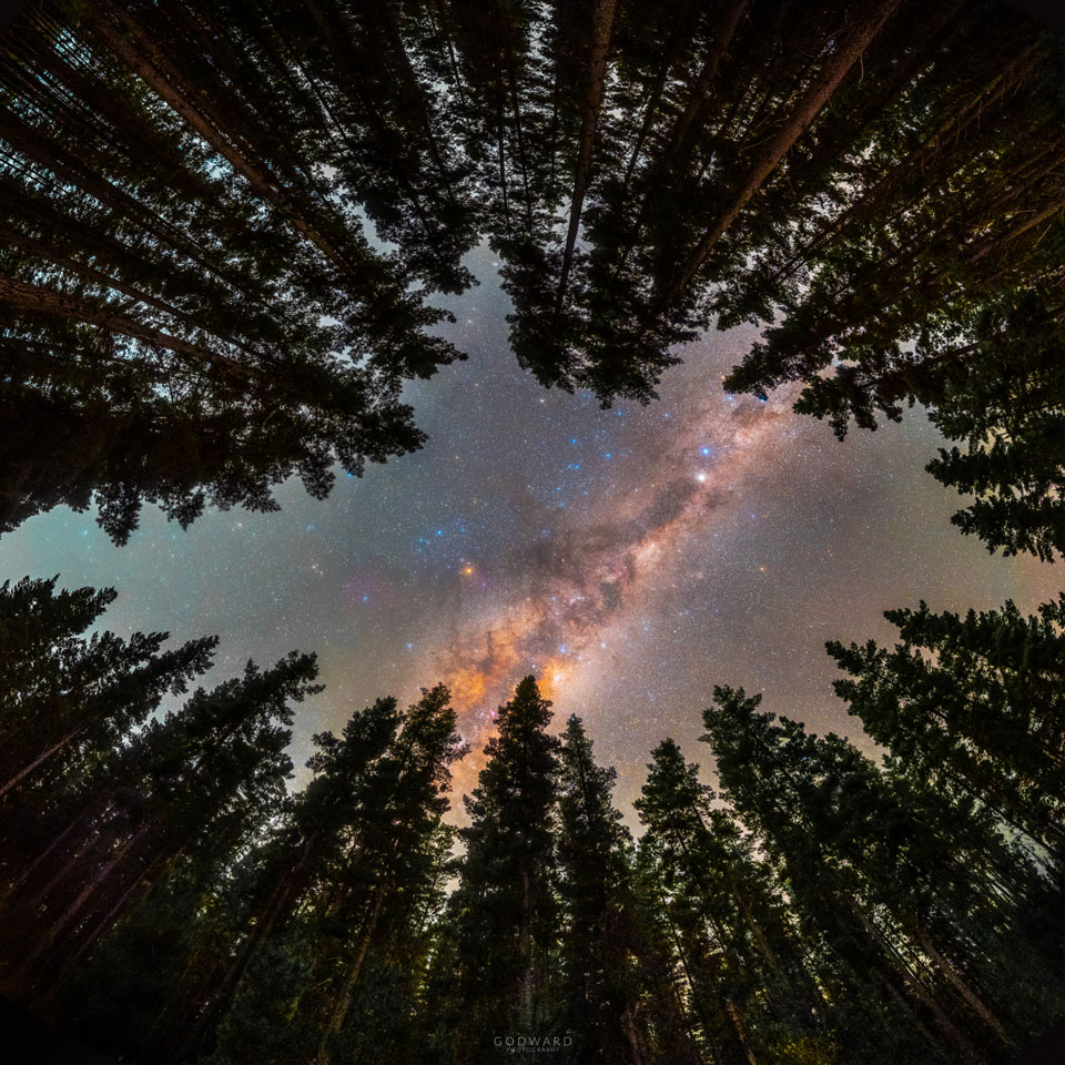 图为透过一圈树木看到的银河系的一部分。有关更多详细信息，请参阅说明。