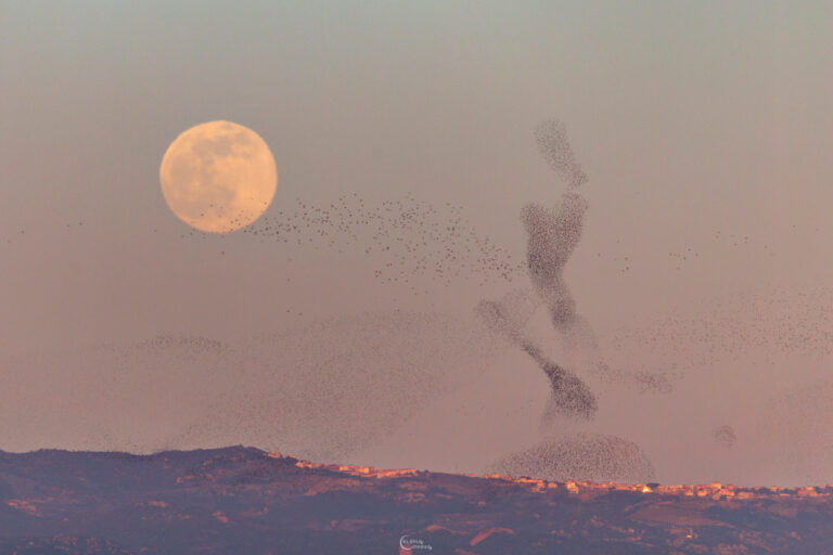 满月与舞动的掠鸟群