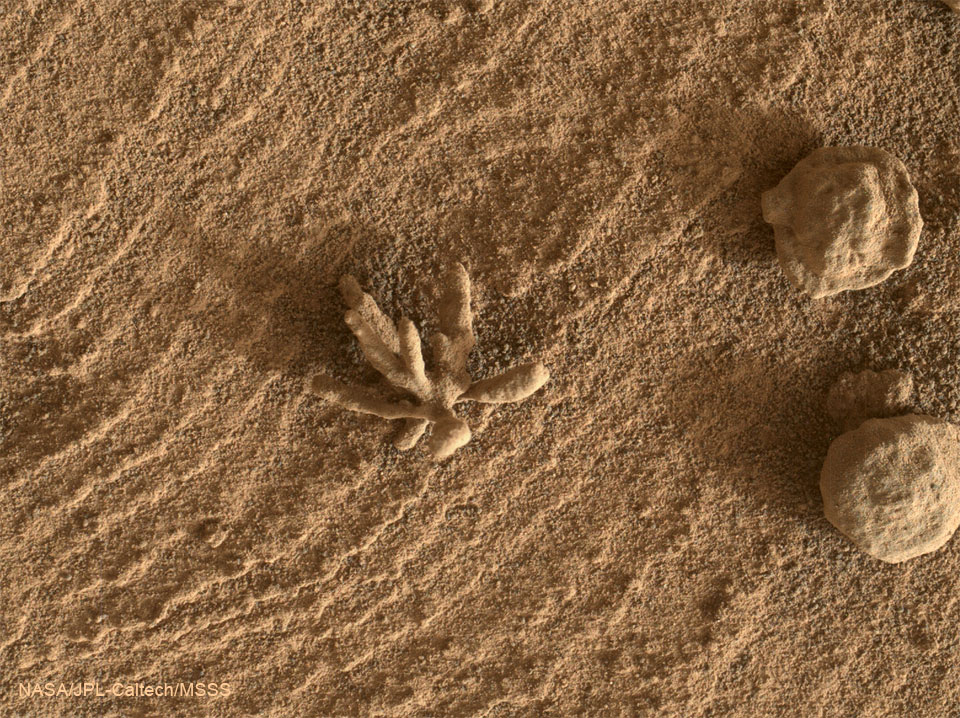 特色图片显示了好奇号火星车于2022年2月下旬在火星上发现的一块便士大小的岩石。这块岩石很不寻常，因为它有几个附属物，使它看起来有点像一朵花。请参阅说明以获取更多详细信息。