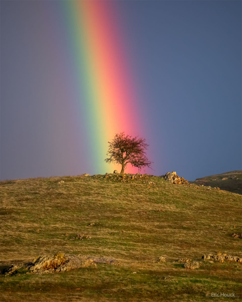 一座长满草的小山山顶有一棵小树。这棵树看起来像是一道明亮多彩的彩虹的尽头。有关更多详细信息，请参阅说明。